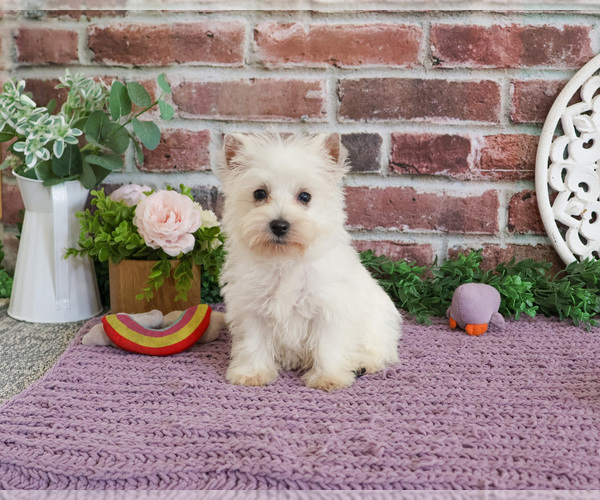 Medium Photo #2 West Highland White Terrier Puppy For Sale in SYRACUSE, IN, USA