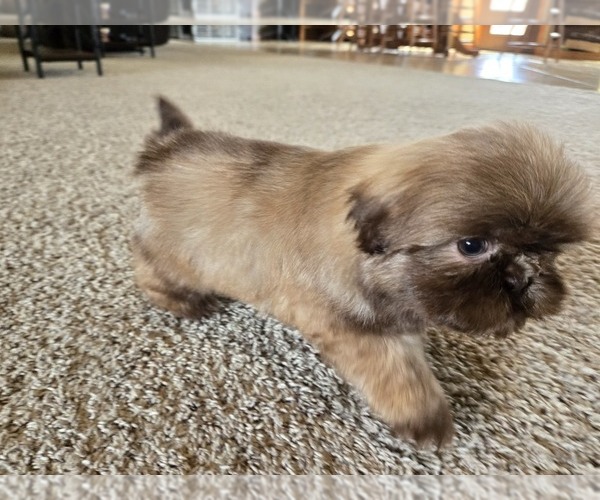 Medium Photo #5 Shih Tzu Puppy For Sale in CARLYLE, IL, USA
