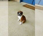 Puppy Puppy 1 Boxer