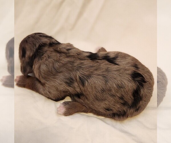 Medium Photo #7 F2 Aussiedoodle Puppy For Sale in COLUMBIA, TN, USA