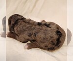 Small #6 F2 Aussiedoodle