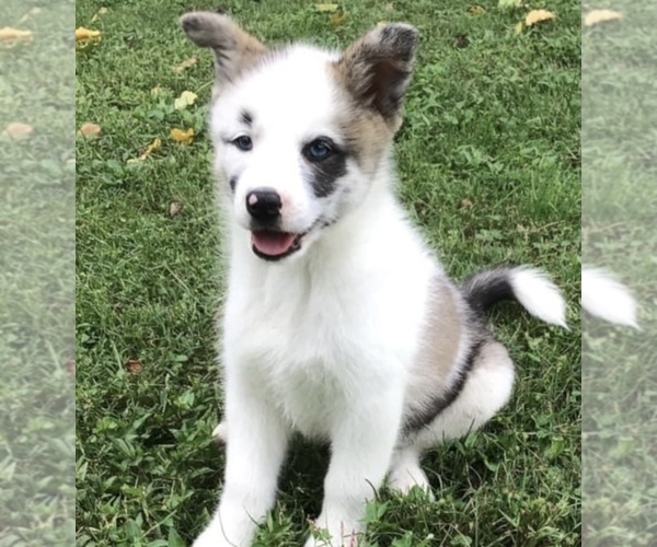 Medium Photo #9 Pomsky Puppy For Sale in BAXTER, TN, USA