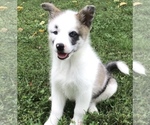Small Photo #9 Pomsky Puppy For Sale in BAXTER, TN, USA