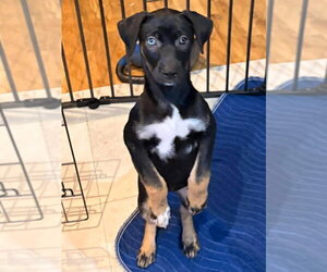 Lil Crowe - Female Mutt Dog for Adoption - Photo #3
