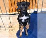 Small Photo #3 Mutt Puppy For Sale in Candler, NC, USA
