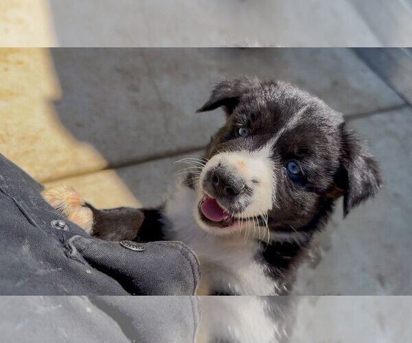Medium Photo #2 Labrador Retriever-Unknown Mix Puppy For Sale in San Diego, CA, USA