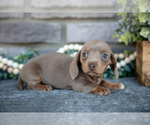 Small Photo #3 Dachshund Puppy For Sale in TOPEKA, IN, USA