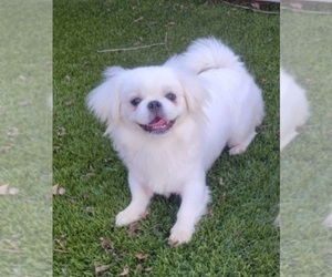 Mother of the Pekingese puppies born on 05/07/2026