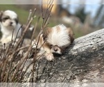 Small Photo #13 Shih Tzu Puppy For Sale in VENETA, OR, USA