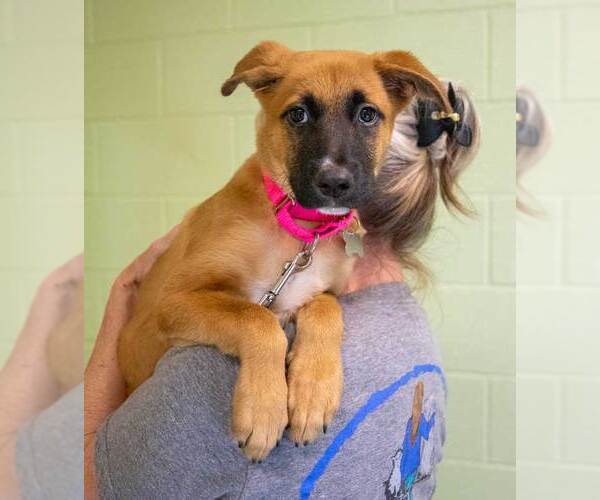 Medium Photo #6 Mutt Puppy For Sale in Kennesaw, GA, USA