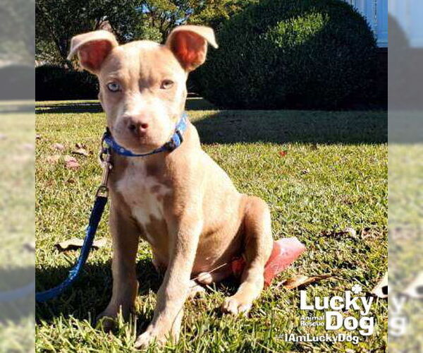 Medium Photo #6 Labrador Retriever-Unknown Mix Puppy For Sale in Washington, DC, USA