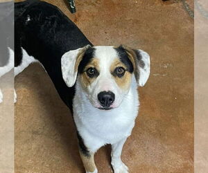 Border Collie-Unknown Mix Dogs for adoption in Bolivar, MO, USA