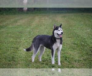 Mother of the Siberian Husky puppies born on 05/04/2022
