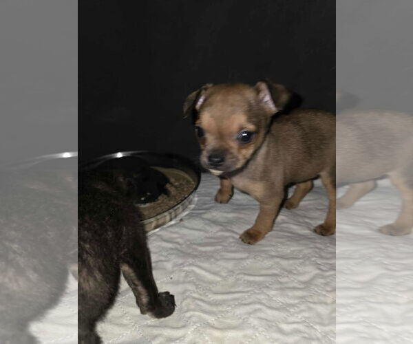 Medium Photo #5 Chihuahua Puppy For Sale in Arlington, WA, USA