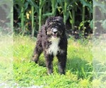 Small Photo #2 Bernedoodle Puppy For Sale in MACON, IL, USA