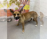 Small German Shepherd Dog Mix