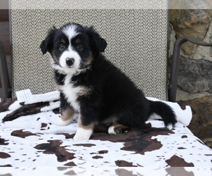 Miniature Australian Shepherd Puppy for sale in ORRVILLE, OH, USA