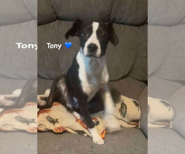 Medium Photo #2 Mutt Puppy For Sale in Ridgefield, CT, USA