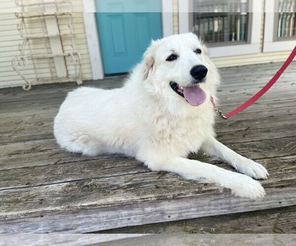 Medium Photo #2 Labrenees Puppy For Sale in Rockaway, NJ, USA
