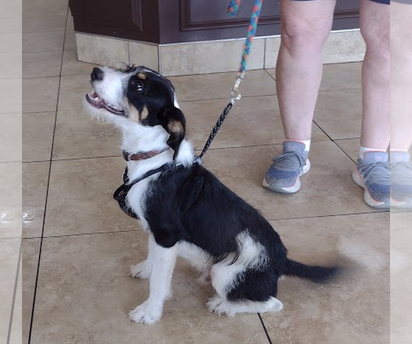 Medium Photo #1 Mutt Puppy For Sale in Camden, SC, USA