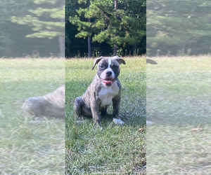 American Bulldog Puppy for Sale in FORT MILL, South Carolina USA
