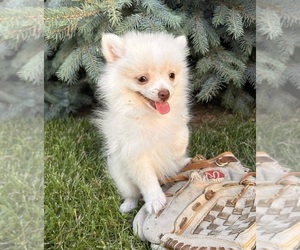 Pomeranian Puppy for sale in MIDDLEBURY, IN, USA