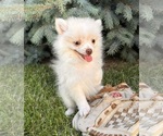 Image preview for Ad Listing. Nickname: Gideon
