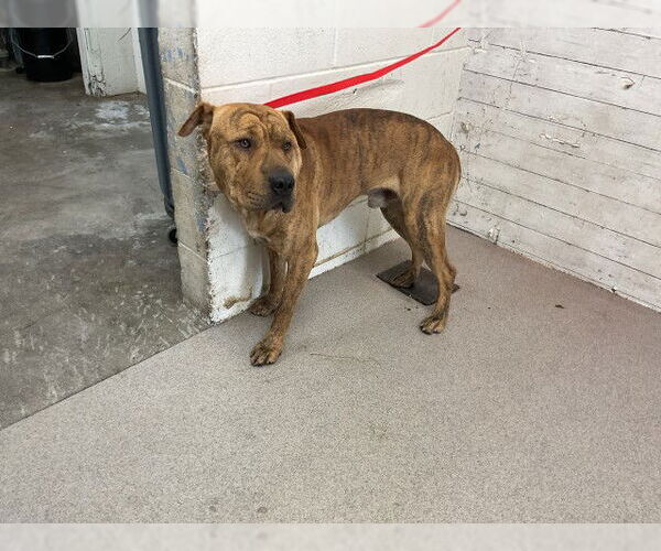 Medium Photo #1 Chinese Shar-Pei Puppy For Sale in San Bernardino, CA, USA