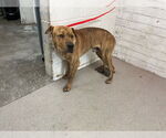 Small Chinese Shar-Pei