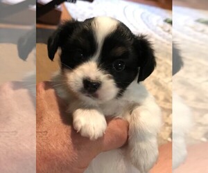 Papillon Puppy for sale in HOLT, MO, USA