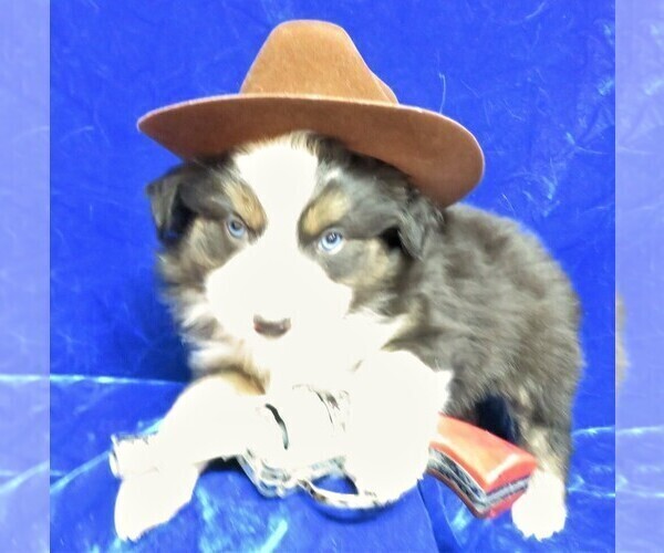 Medium Photo #1 Australian Shepherd Puppy For Sale in HARTVILLE, MO, USA