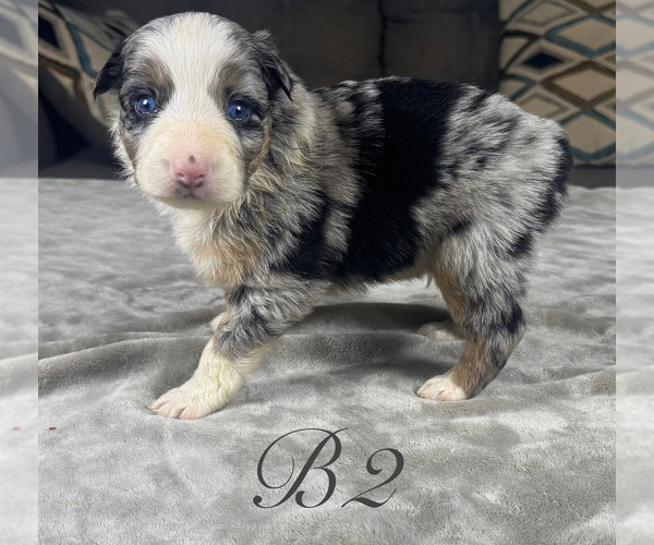 Medium Photo #11 Australian Shepherd Puppy For Sale in SALISBURY, NC, USA