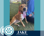 Small #3 American Pit Bull Terrier-Labrador Retriever Mix