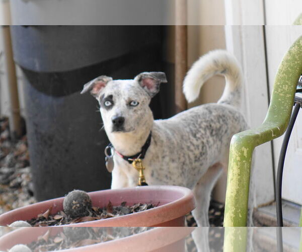 Medium Photo #2 Mutt Puppy For Sale in Doylestown, PA, USA