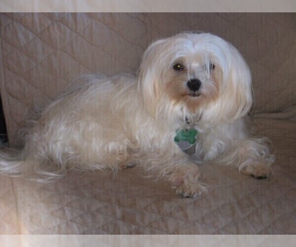 Medium Photo #2 Maltese Puppy For Sale in WINSTON SALEM, NC, USA