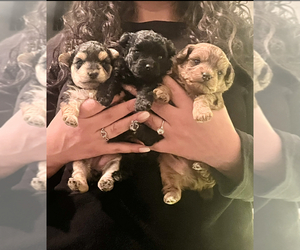 YorkiePoo Puppy for sale in SPRINGVILLE, CA, USA