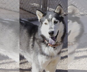 Ralph - Male Siberian Husky Dog for Adoption - Photo #4