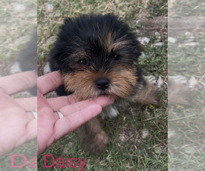 Yorkshire Terrier Puppy for sale in AZLE, TX, USA
