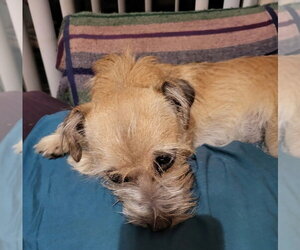 Taco - Female Care-Tzu Dog for Adoption - Photo #2