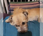 Small Photo #2 Care-Tzu Puppy For Sale in Lakewood, CO, USA