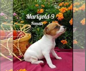Foxy Rat Terrier-Jack Russell Terrier Mix Puppy for sale in HAMBURG, PA, USA