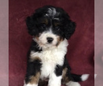 Small Photo #5 Golden Retriever Puppy For Sale in BLOUNTVILLE, TN, USA