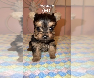 Yorkshire Terrier Puppy for Sale in COOLBAUGH TOWNSHIP, Pennsylvania USA