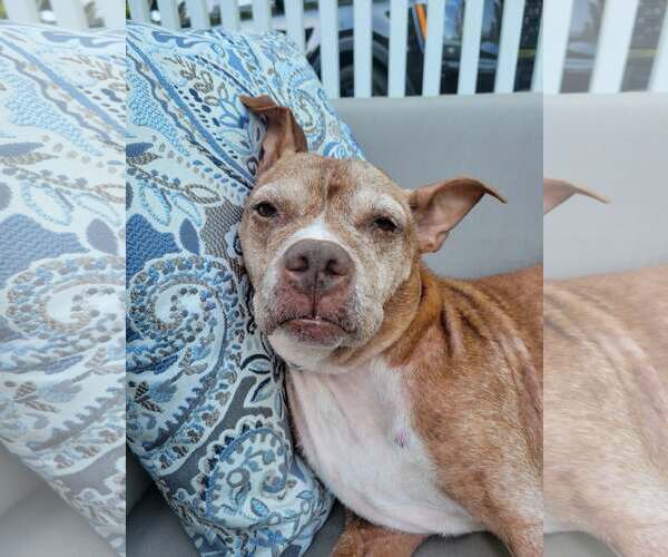 Medium Photo #7 Mutt Puppy For Sale in Rockaway, NJ, USA