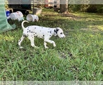 Small Photo #15 Dalmatian Puppy For Sale in MERRITT IS, FL, USA