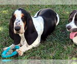 Small #2 Basset Hound