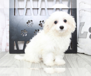 Cavachon Puppy for sale in MARIETTA, GA, USA