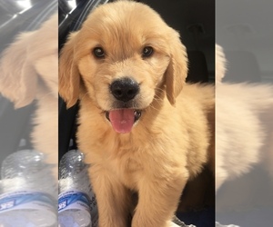 Golden Retriever Puppy for sale in SANTA ANA, CA, USA