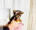 Small #14 Poodle (Toy)