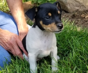 Rat Terrier Puppy for sale in MILFORD, IN, USA